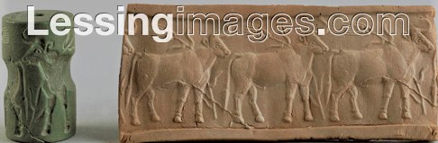 19 - cows of the ancient world 1st cultivated in Mesopotamia