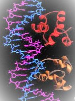 46 - Cro Protein Molecules Bond to DNA