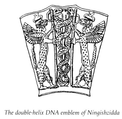 5 - double-helix DNA